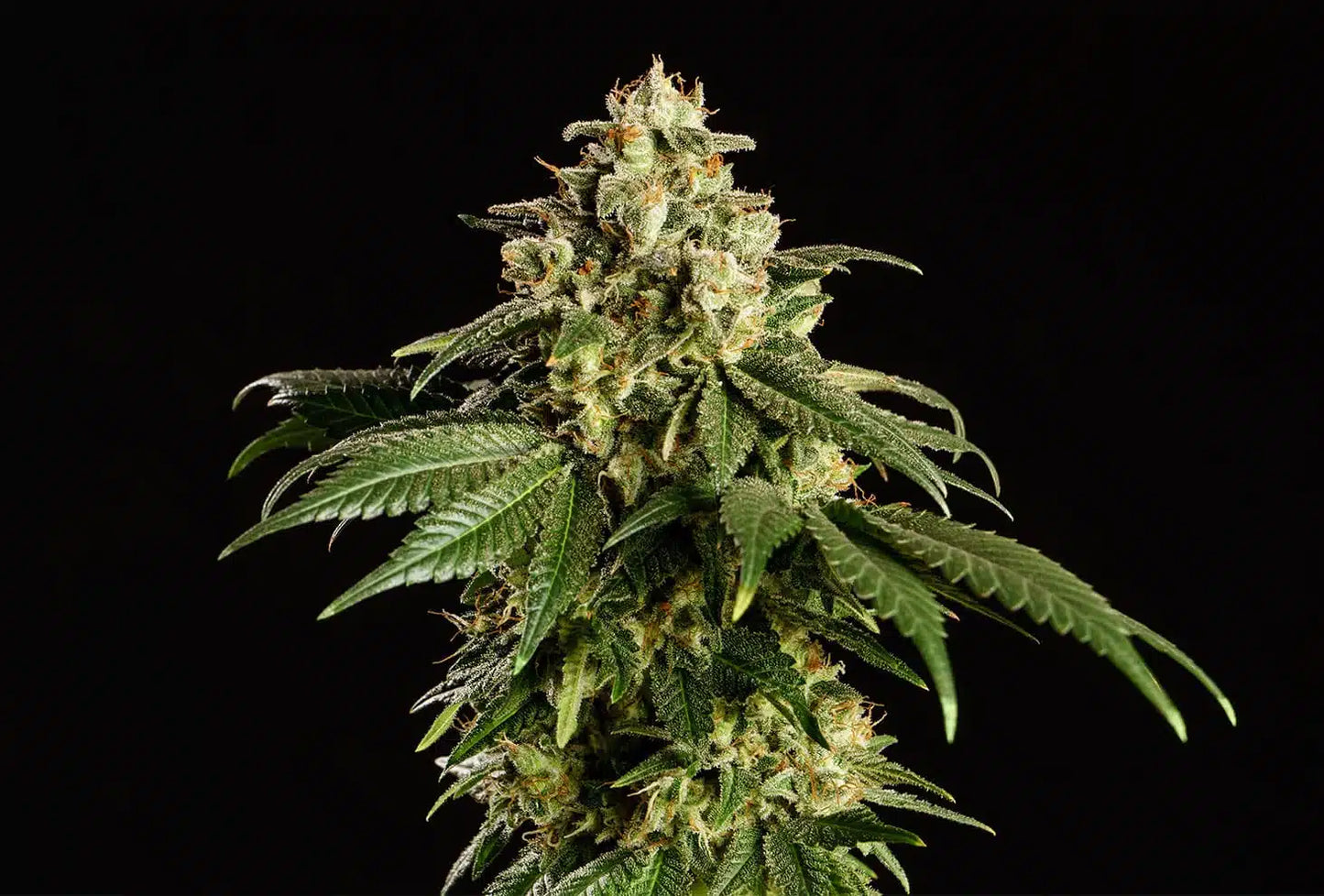 Dream Sherbet