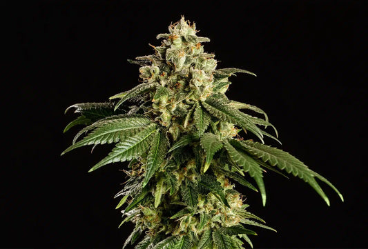 Dream Sherbet