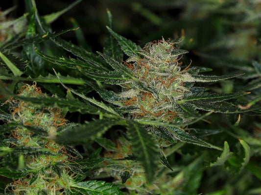 Dream Sherbet AUTO
