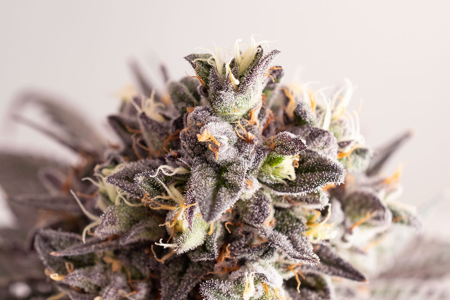 Gelato-K
