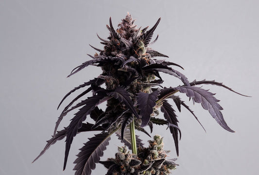 Ginger Punch AUTO