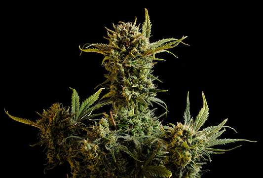 Gnomo AUTO
