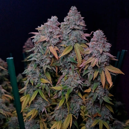 Gorilla Frost