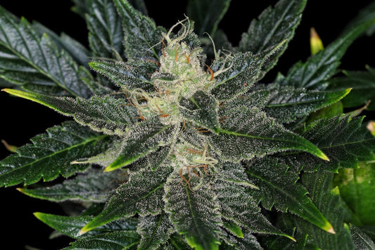 Gorilla King AUTO