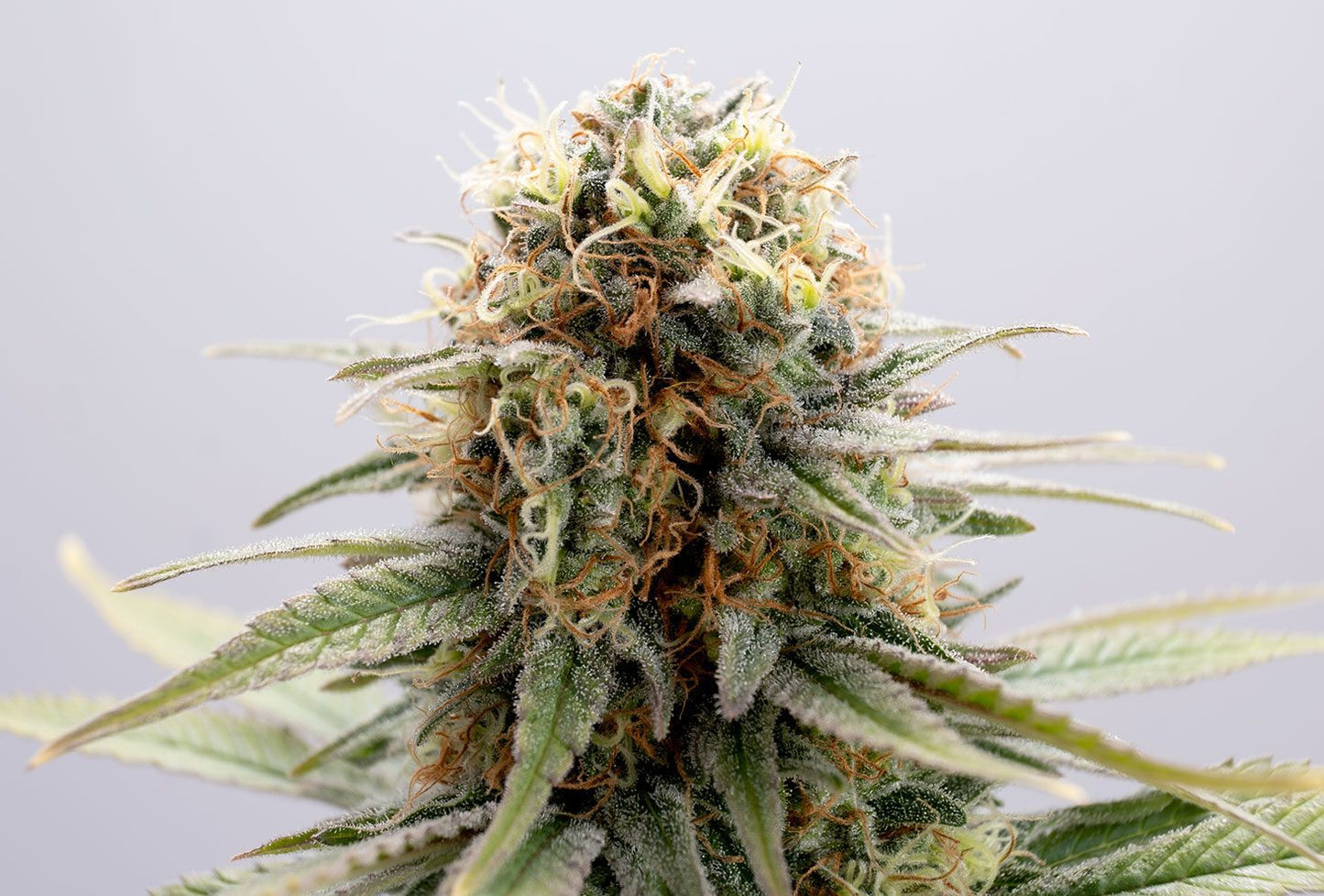GSC