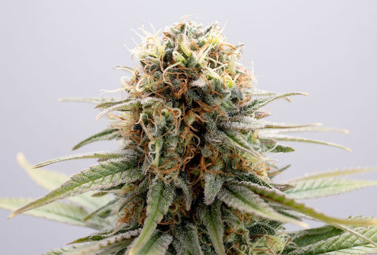 GSC