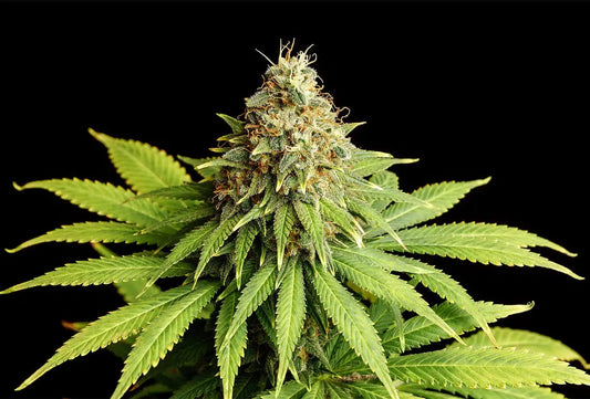 Hellfire OG