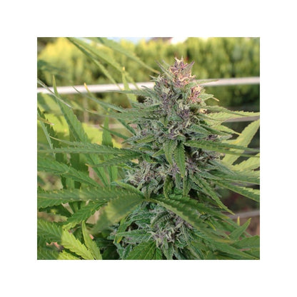 Hollands Hope (Dutch Passion) Steckling