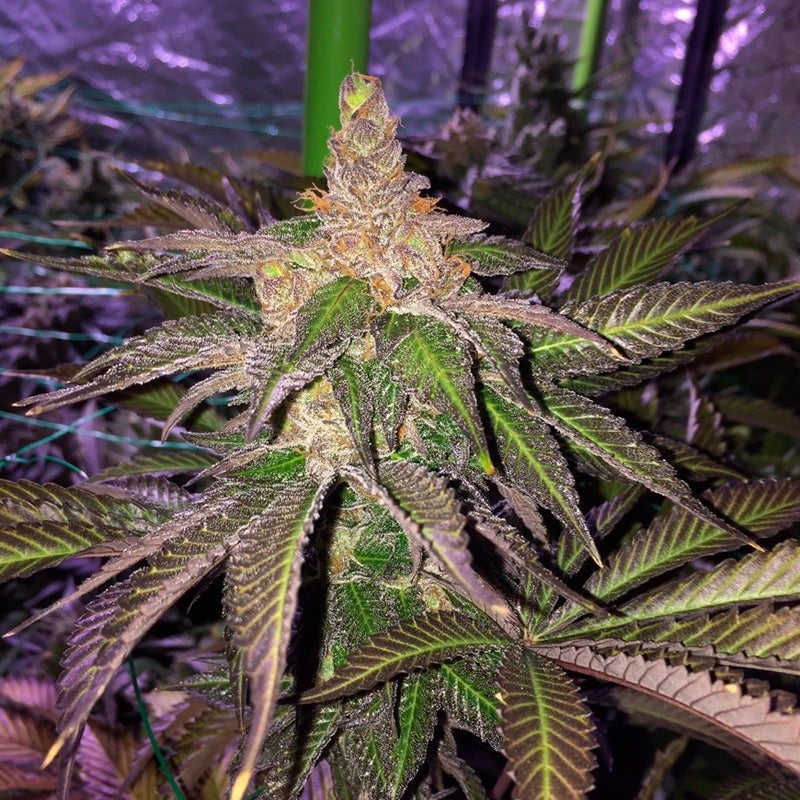 L.A. Vanilla Cake