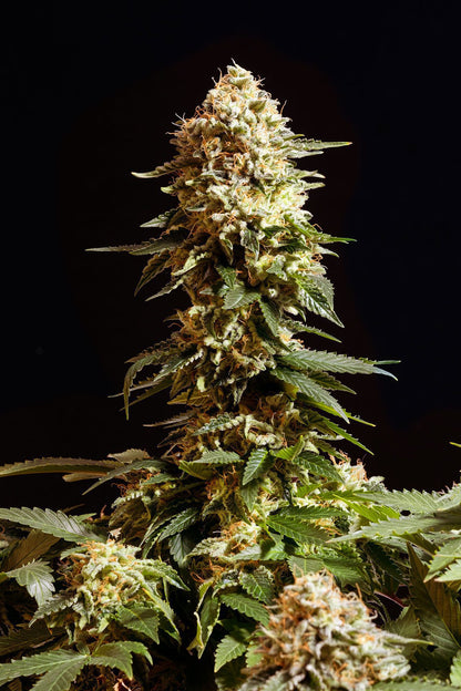 LA BLANCA