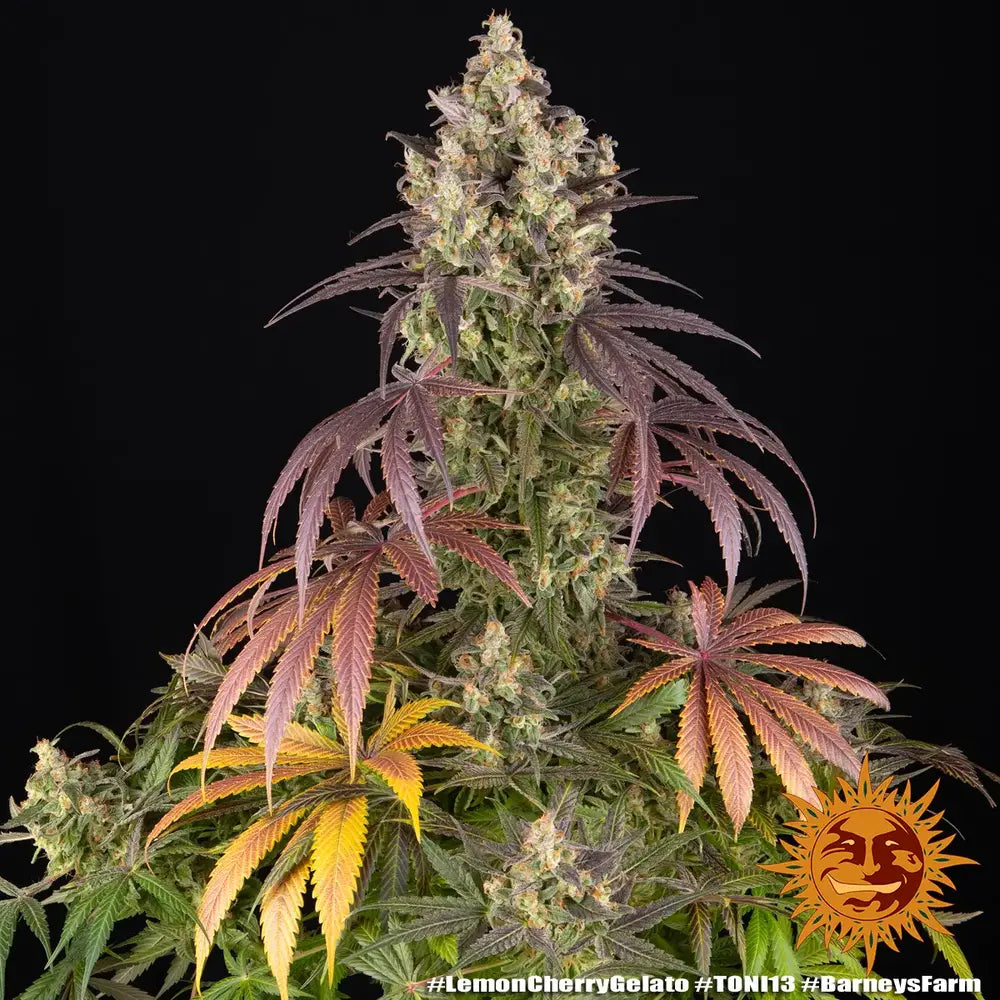Lemon Cherry Gelato