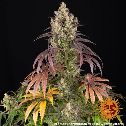 Lemon Cherry Gelato