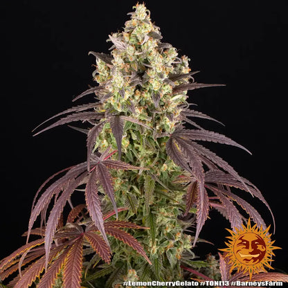 Lemon Cherry Gelato