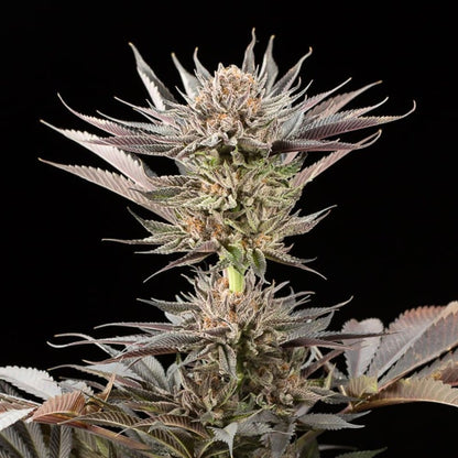 Lemon Tree 2.0
