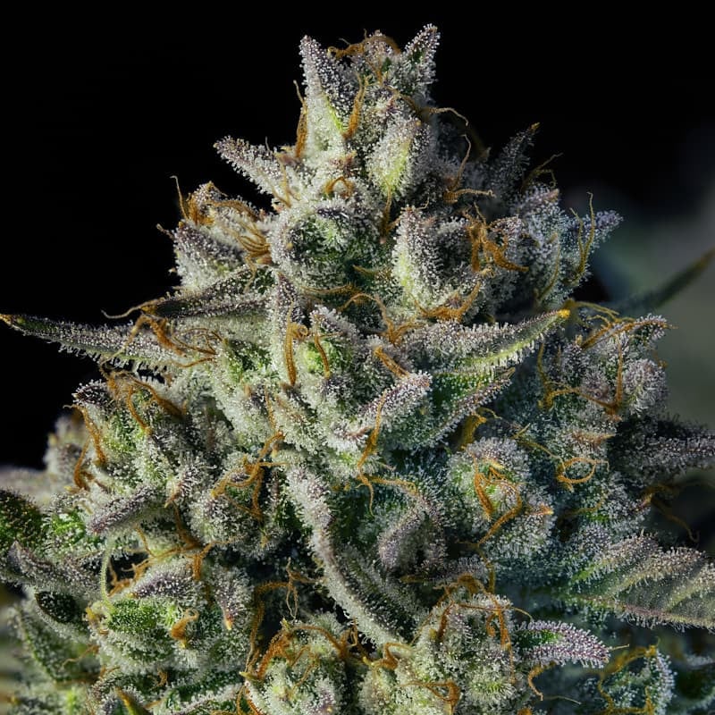MAC Dawg XXL AUTO