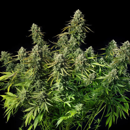 MAC Dawg XXL AUTO