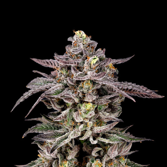 Steckling Monaco (Nine Weeks Harvest)