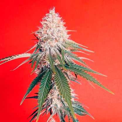 OG Kush