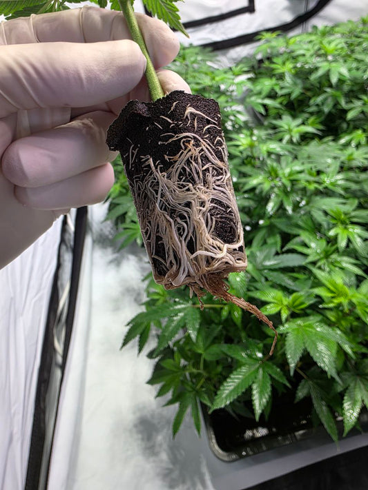 Frozini (Perfect Tree) Steckling