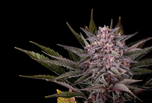 Pink Gelato