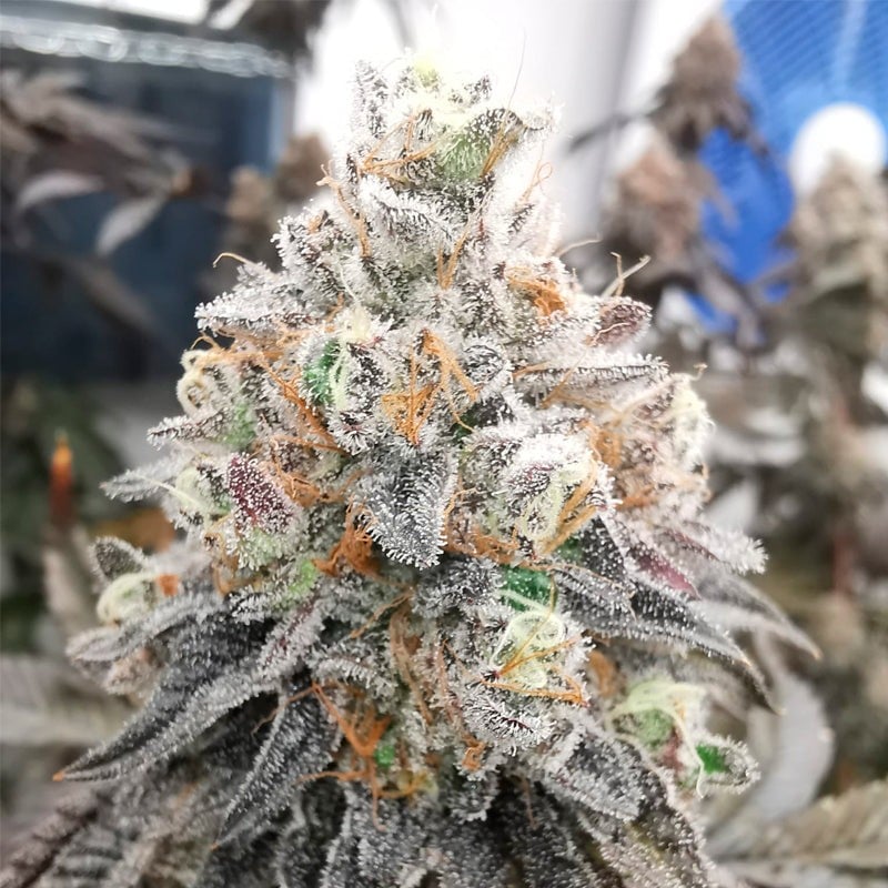 Polar Gelato by Sherbinsky
