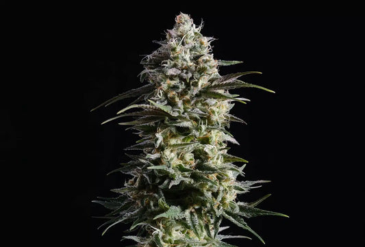 Pure Skunk GO FAST