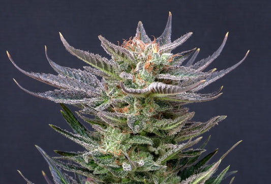 Purple Dream AUTO