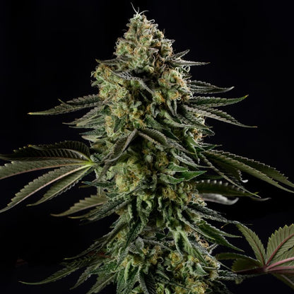 Rainbow Gas