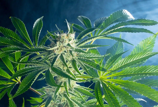 Rainbow Sherbet #11