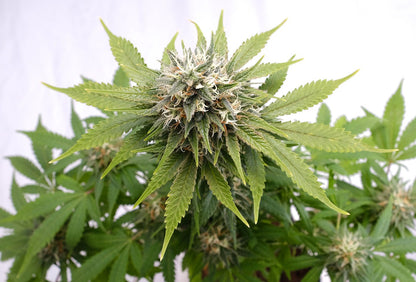 Silver Widow