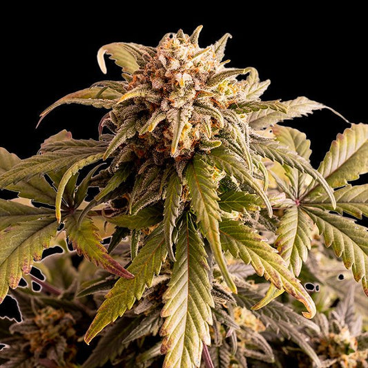 Speedy Boom AUTO