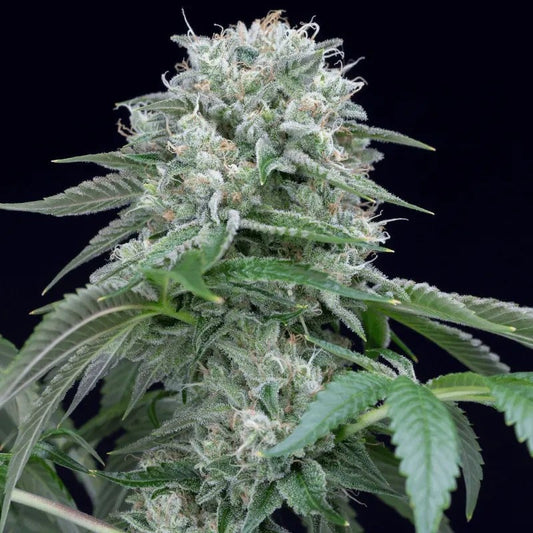 Star Fire O.G.
