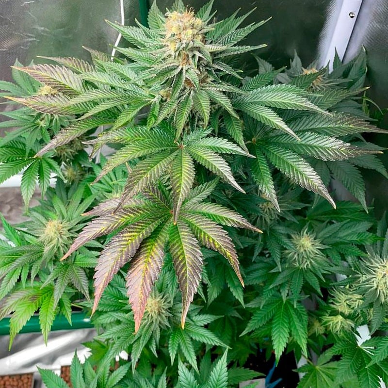 Star Fire O.G.