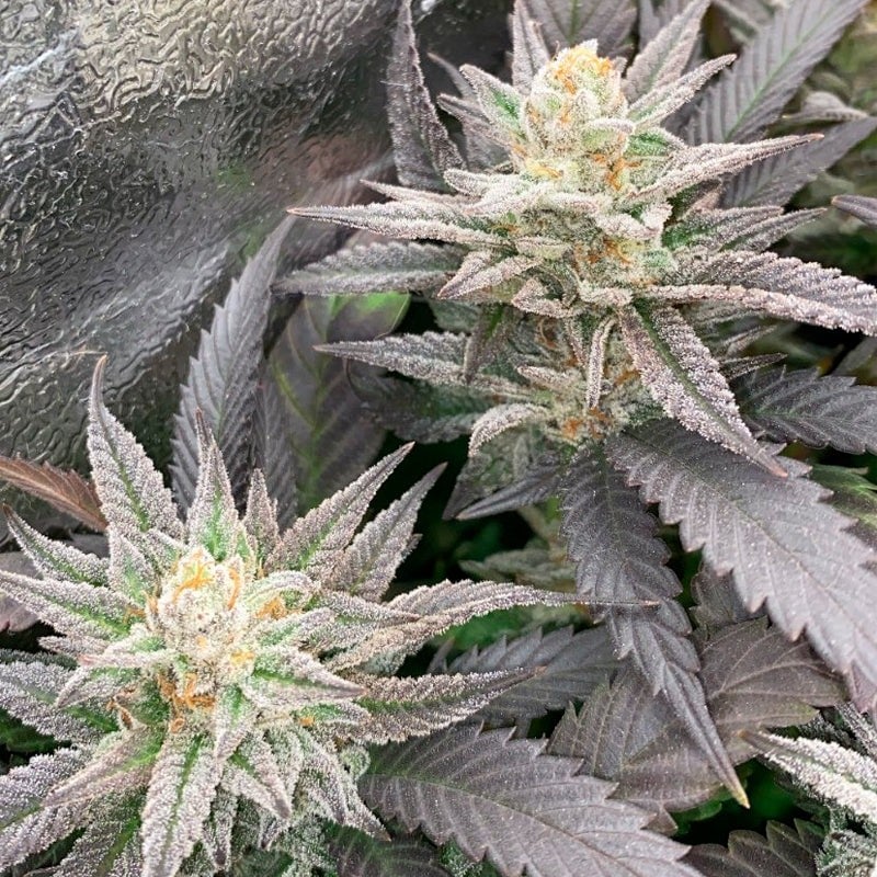 Star Fire O.G.