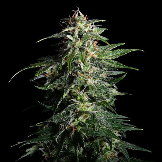 SWISS Deam AUTO CBD