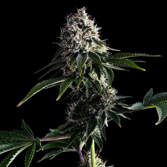 SWISS Dream CBD