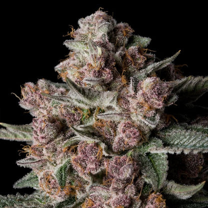 Tropical Jam Limited