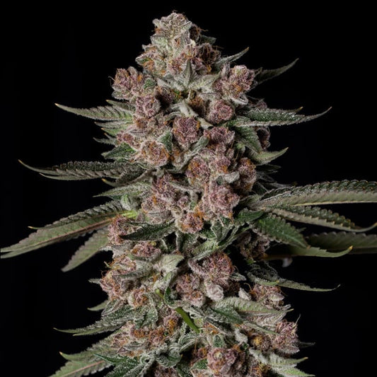 Tropical Jam Limited