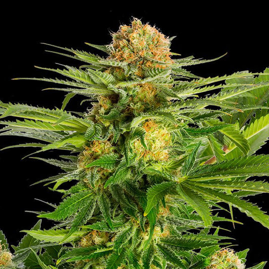 White Domina