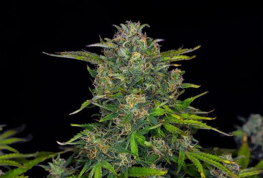 Zkittlez AUTO