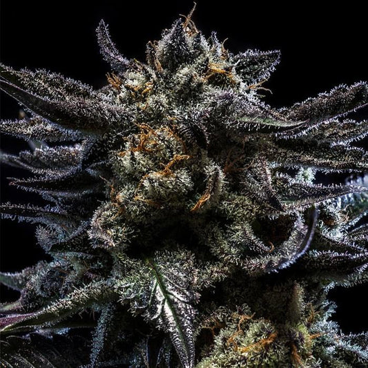 Zombie Kush AUTO